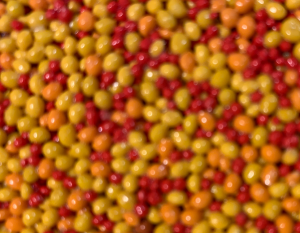 Close-up of yellow, orange and red PolySoft polyolefin beads coloured to the core